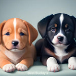Zwei Welpen, einer braun und einer schwarz-weiß, liegen eng beieinander mit liebevollen Blicken und weichem Fell.